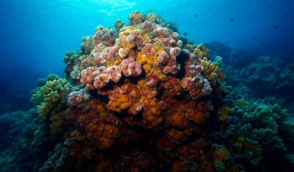 اتفاق بين جزر كوك