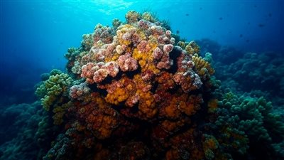 توتر دبلوماسي جديد في المحيط الهادئ بعد توقيع جزر كوك اتفاقًا مع الصين لاستكشاف المعادن البحرية وسط اعتراضات من نيوزيلندا