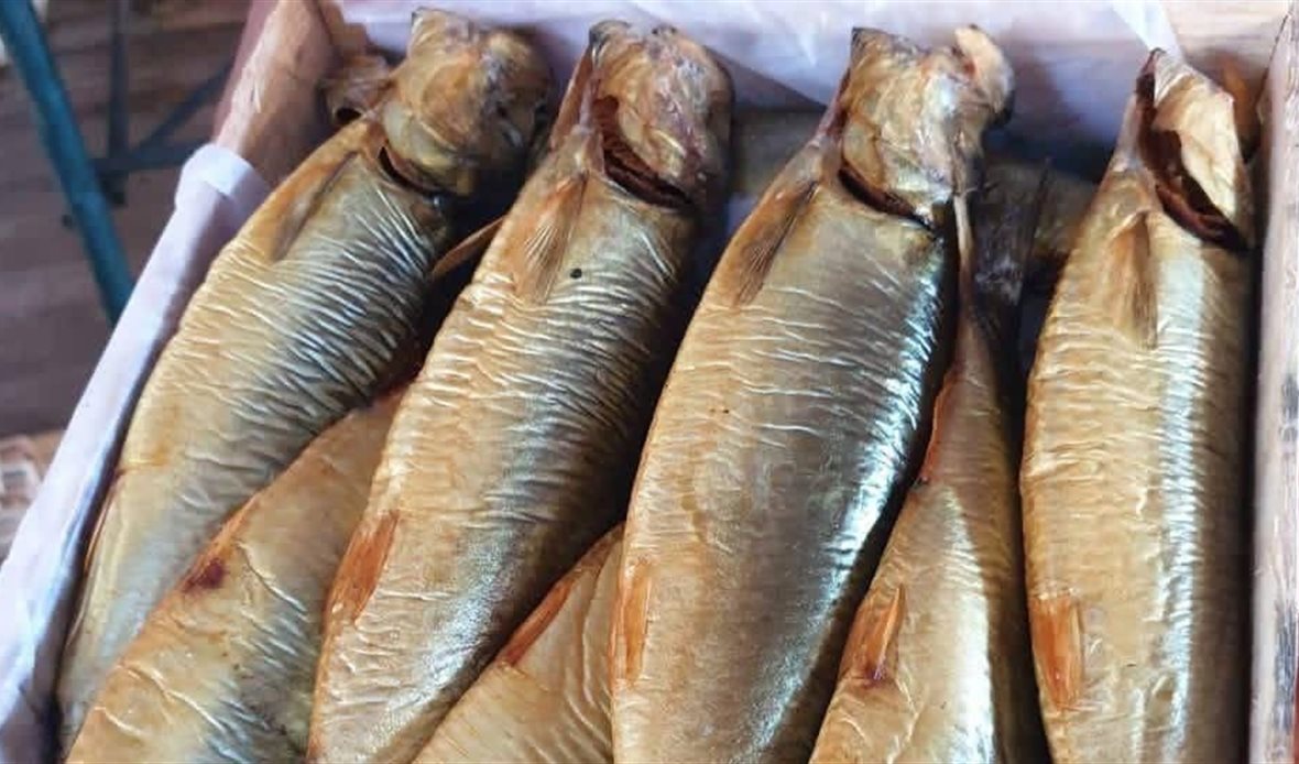 مديرية الطب البيطري