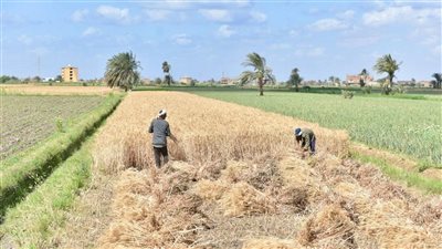 وزارة التموين تبدأ استلام القمح المحلي لموسم 2025 بسعر توريد 2200 جنيه للإردب وتستعد لانطلاق الموسم رسميًا في جميع المحافظات منتصف أبريل