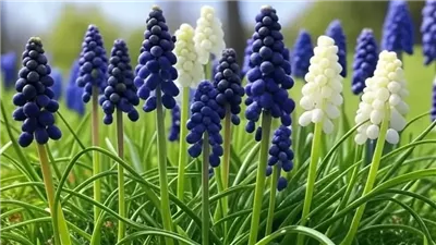 ‎نبات المسكاري .. زهرة الربيع العنقودية الزرقاء التي تضيف جمالًا طبيعيًا للحدائق وتدعم البيئة بجذب النحل والفراشات وسهولة زراعتها في المناخات المتقلبة