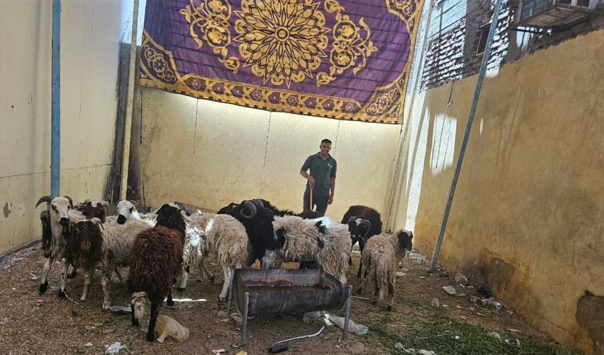 الأقصر تستعد لعيد