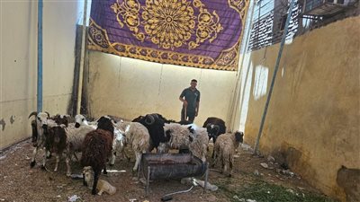 الشركة المصرية لتجارة الجملة تطرح خراف العيد واللحوم المجمدة بأسعار مدعومة في الأقصر استعدادًا لعيد الأضحى المبارك