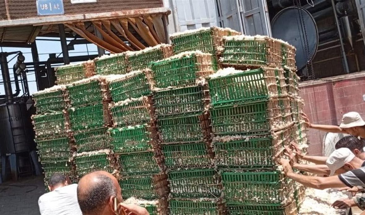 وزارة الزراعة تبدأ