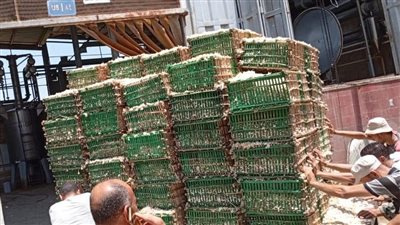 بتدخل مباشر من وزير الزراعة.. رفع سعر توريد الياسمين بشبرابلولة لحماية المزارعين وزيادة العائد