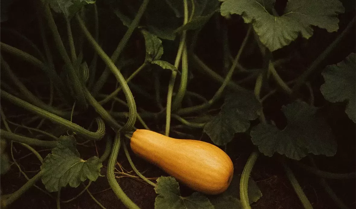  مثل سبسب القرع وجا