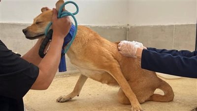 الطب البيطري بالإسماعيلية يعالج 54 حالة بأجر رمزي