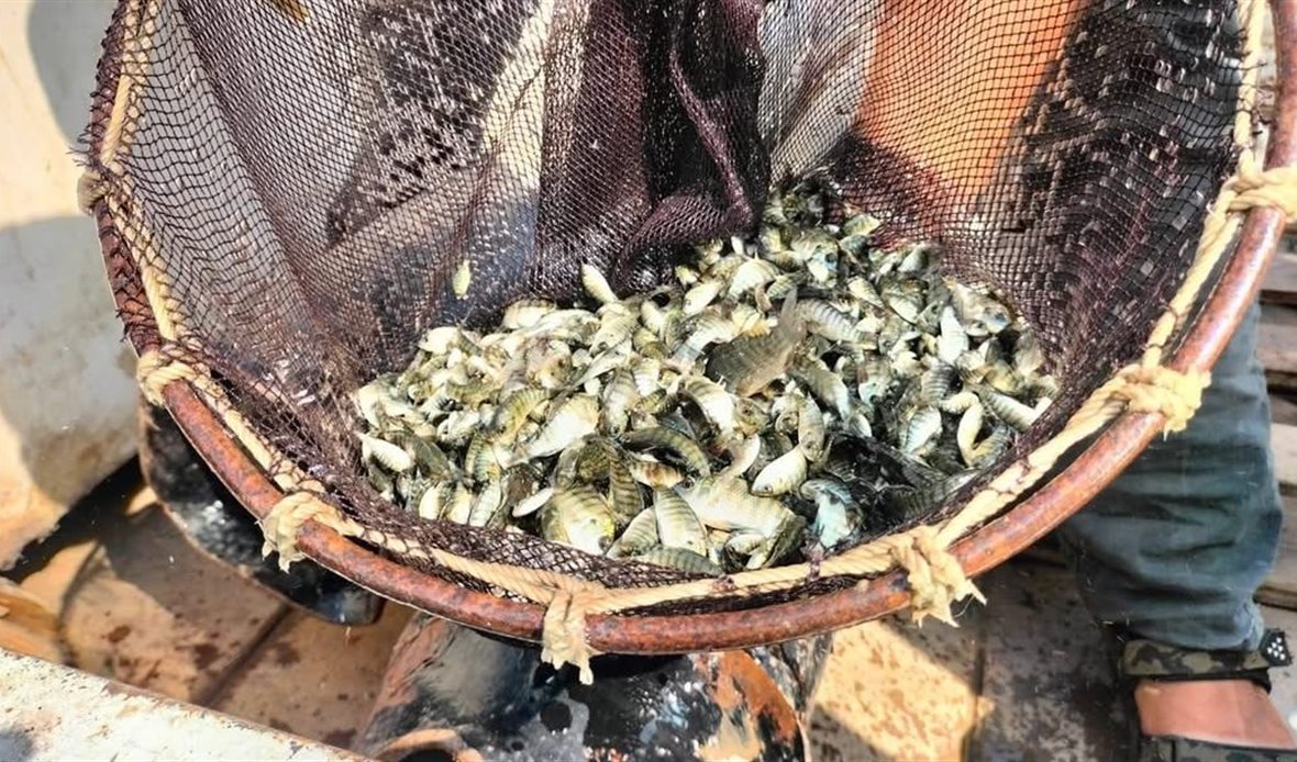 إطلاق زريعة بلطي