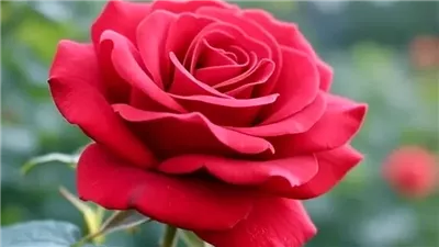 أثر الزهور على الصحة النفسية والثقافة وحفلات الزفاف