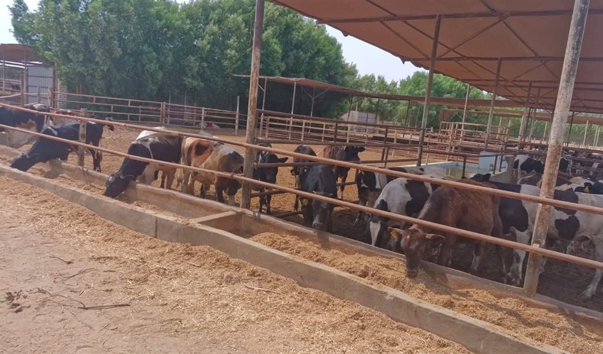 وزارة الزراعة تبدأ