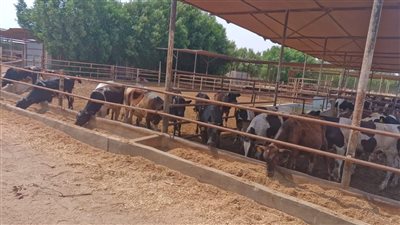 الزراعة تطلق حملة وطنية لتحصين الماشية ضد العترة الجديدة للحمى القلاعية