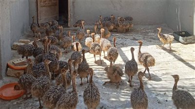إنشاء أكبر مزرعة نعام في مصر بالإسماعيلية لدعم الاستثمار الزراعي وتربية النعام