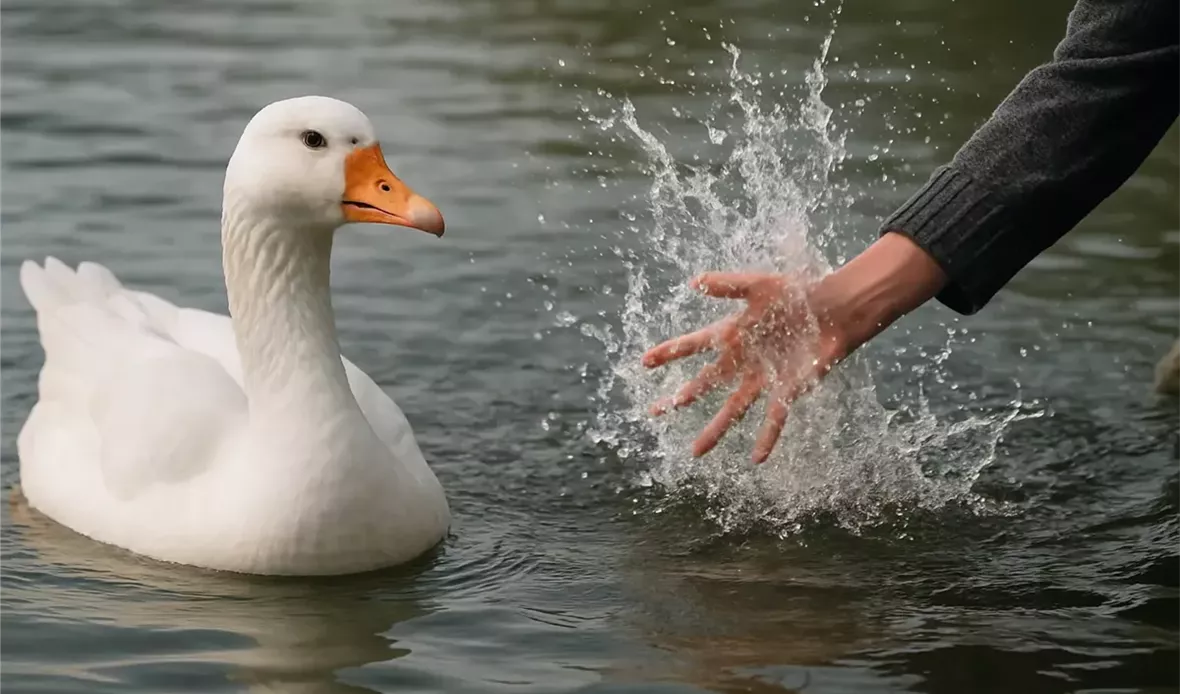 يلهى الوز بالغرق