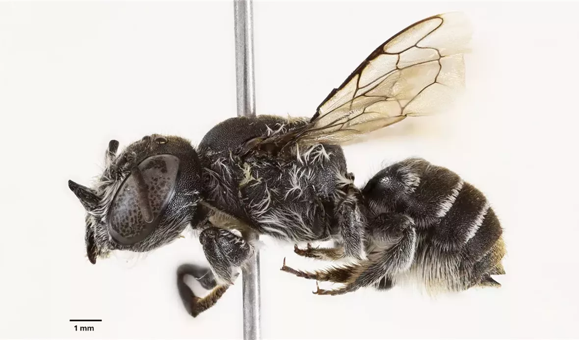 نحلة لوسيفر Megachile