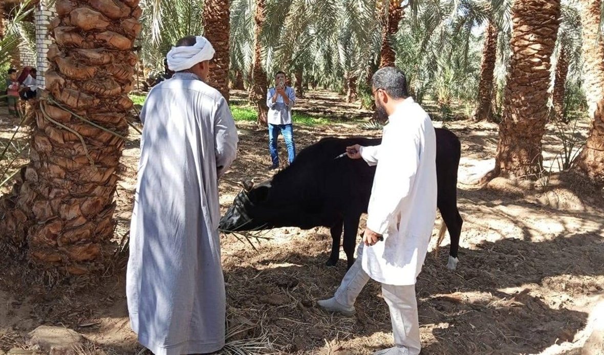 الجيزة تحصّن أكثر