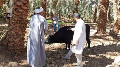 محافظة الجيزة تضبط 45 طن لحوم ودواجن فاسدة وتحصّن 208 آلاف رأس ماشية