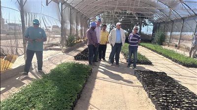 الزراعة تحتفل باليوم العالمي لشجرة الزيتون وتدعم إنتاج الزيتون في سيناء والساحل الشمالي الغربي