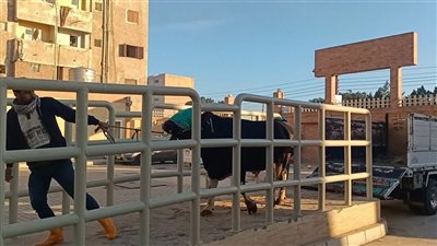 محافظ كفرالشيخ يعلن التشغيل التجريبي لمجزر دسوق