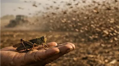 سماد بسيط يغيّر قواعد مكافحة الجراد في الزراعة