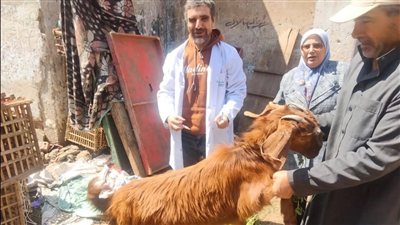 الدقهلية تطلق الحملة القومية لتحصين الماشية ضد الجلد العقدي وجدري الأغنام