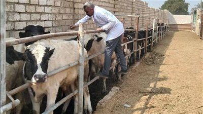 انطلاق حملة التحصين ضد الجلد العقدي وجدري الضأن في الجيزة