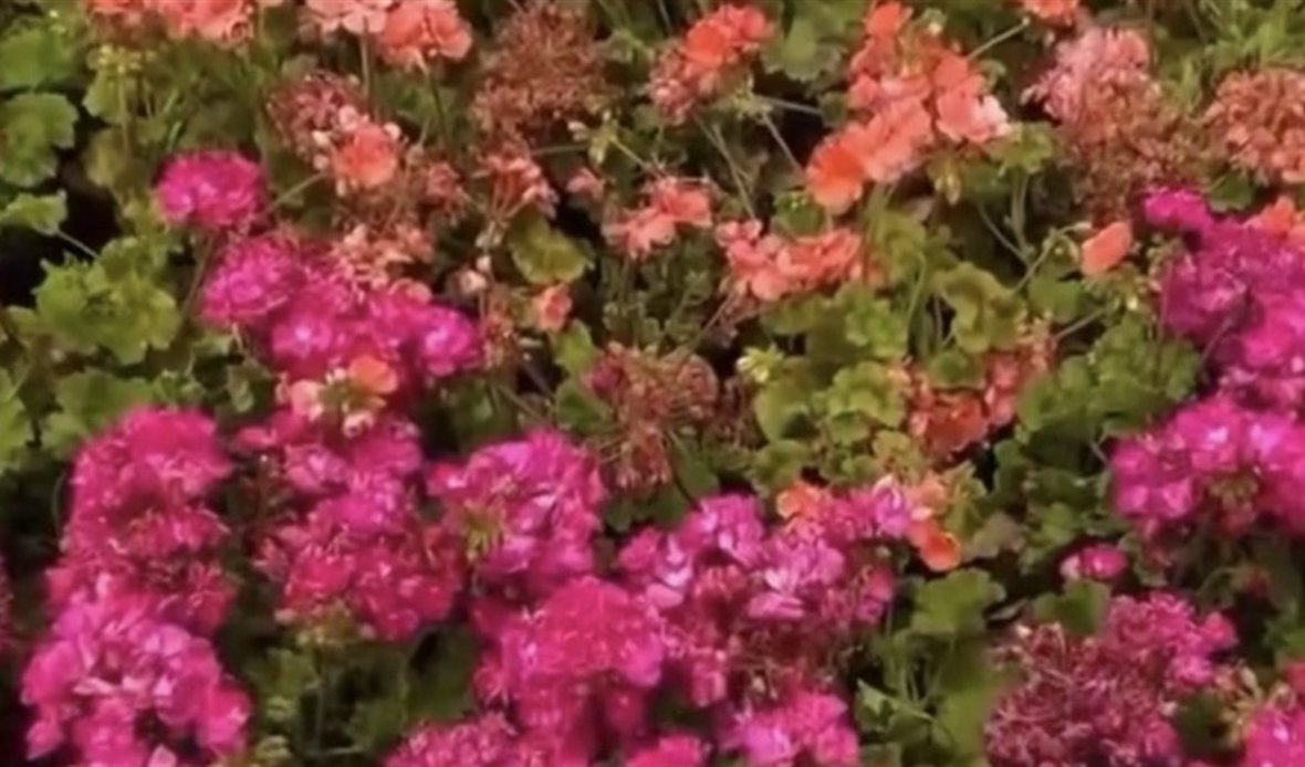 معرض زهور الربيع