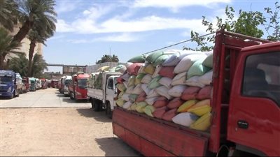 توريد أكثر من 20 ألف طن قمح في سوهاج وصرف مستحقات المزارعين وفق الأسعار المعلنة