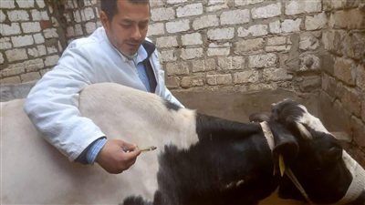 تحصين 255 ألف رأس ماشية في كفر الشيخ ضمن حملة الجلد العقدي بنسبة تنفيذ 99.5%