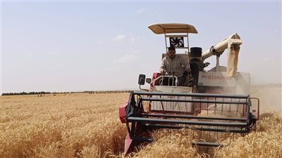 شركة تنمية الريف المصري الجديد تنجح بزراعة القمح متحمل الملوحة في المغرة
