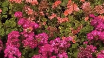 معرض زهور الربيع 2026 يفتح أبوابه بالمتحف الزراعي في الدقي