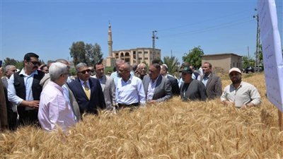 انطلاق حصاد القمح 2026 في الدقهلية من برج النور بأجا
