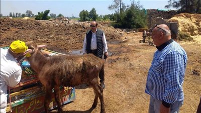 تحصين 111 ألف رأس ماشية في الدقهلية ضد الحمى القلاعية وحمى الوادي المتصدع