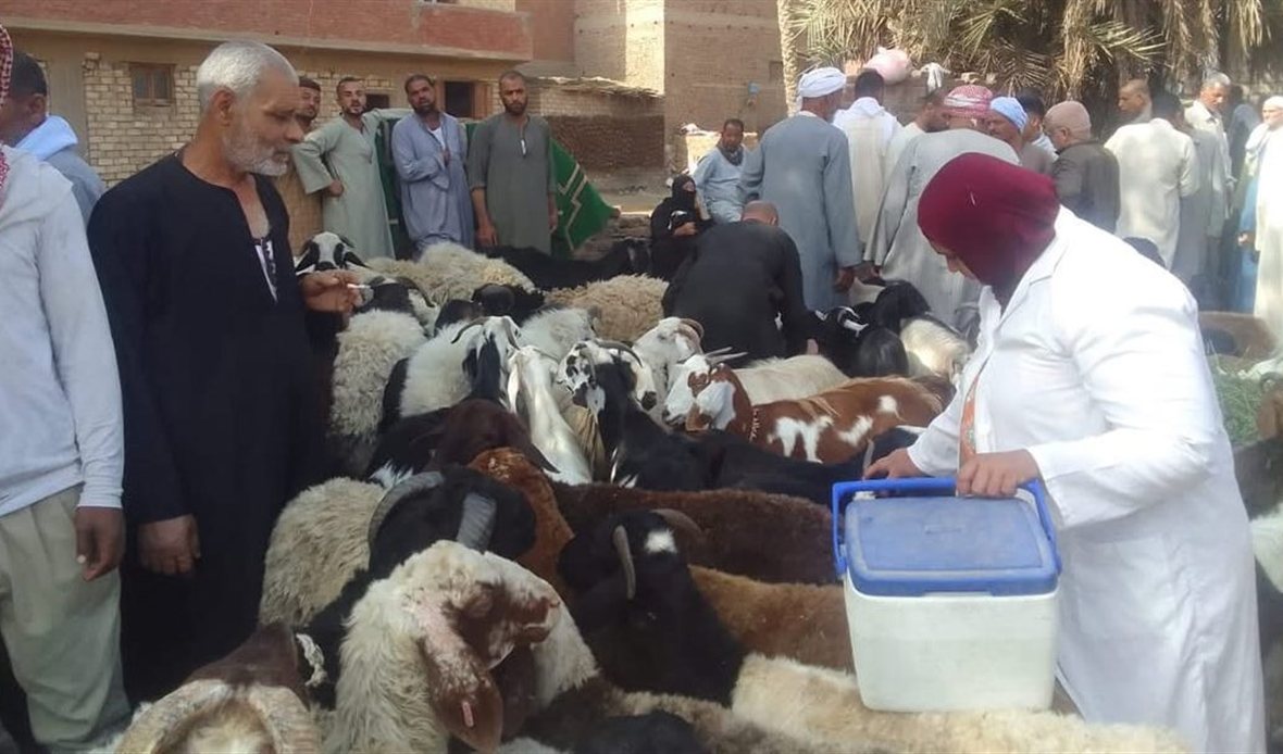 الجيزة تعلن تحصين