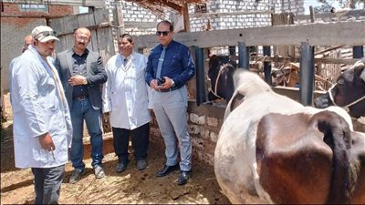 تحصين 185 ألف رأس ماشية بالدقهلية ضد الحمى القلاعية وحمى الوادي المتصدع